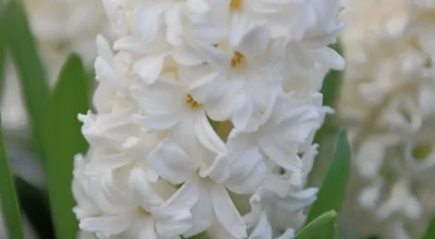 original-DA77FFFF-0C96-43AF-90D9-A6ADDB536A86